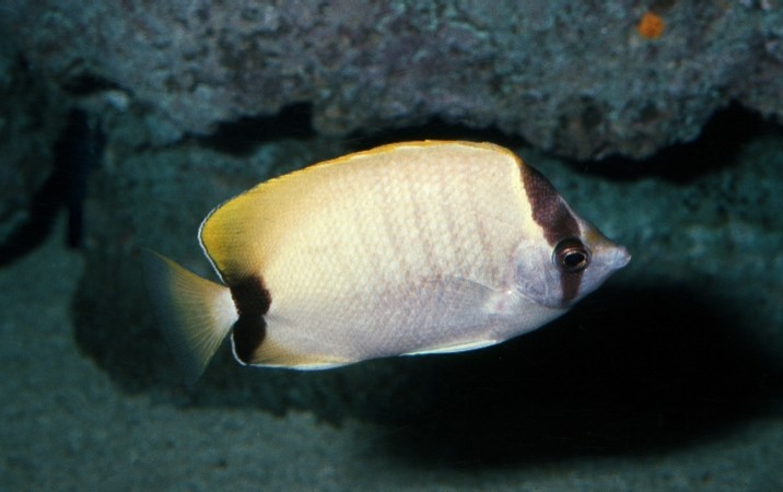 Chaetodon sedentarius